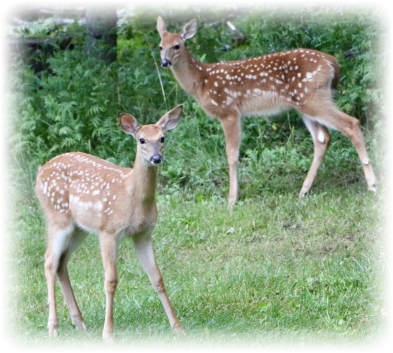 places to rent near Crystal Falls MI - nature views vacation rental Up North in Michigan