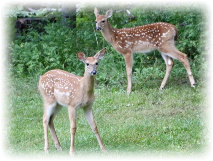 places to rent near Crystal Falls MI - nature views vacation rental Up North in Michigan